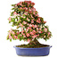 Rhododendron indicum Shin Nikko, 74 cm, ± 25 years old, with a nebari of 18 cm