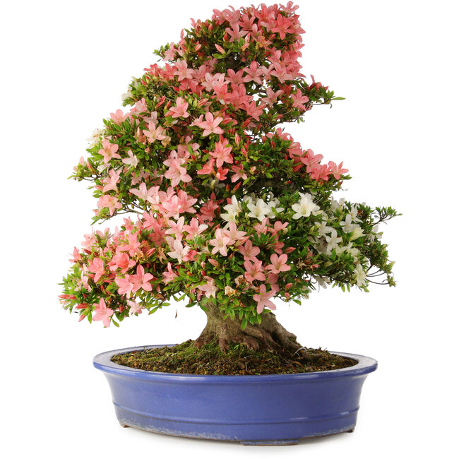 Rhododendron indicum Shin Nikko, 74 cm, ± 25 years old, with a nebari of 18 cm