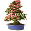 Rhododendron indicum Shin Nikko, 74 cm, ± 25 años, con un nebari de 18 cm.