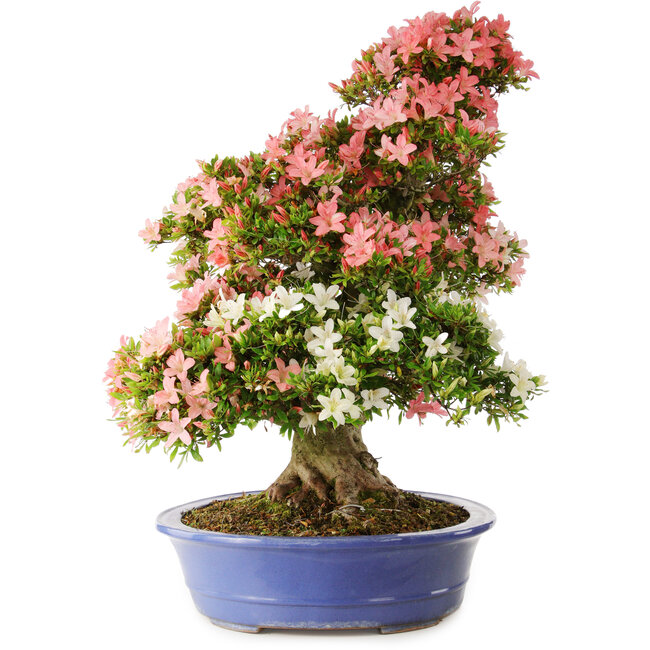 Rhododendron indicum Shin Nikko, 74 cm, ± 25 years old, with a nebari of 18 cm