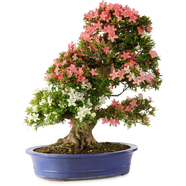 Rhododendron indicum Shin Nikko, 74 cm, ± 25 years old, with a nebari of 18 cm