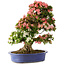 Rhododendron indicum Shin Nikko, 74 cm, ± 25 years old, with a nebari of 18 cm