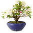 Rhododendron indicum Kokuko-No-Tsuki, 20 cm, ± 6 years old, with a nebari of 4 cm