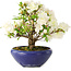 Rhododendron indicum Kokuko-No-Tsuki, 20 cm, ± 6 years old, with a nebari of 4 cm