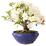 Rhododendron indicum Kokuko-No-Tsuki, 20 cm, ± 6 years old, with a nebari of 4 cm