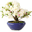 Rhododendron indicum Kokuko-No-Tsuki, 20 cm, ± 6 years old, with a nebari of 4 cm