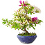 Rhododendron indicum Kaminoyamakirin, 26 cm, ± 6 years old