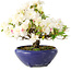 Rhododendron indicum Kokuko-No-Tsuki, 20 cm, ± 6 years old, with a nebari of 4 cm