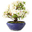 Rhododendron indicum Kokuko-No-Tsuki, 20 cm, ± 6 years old, with a nebari of 4 cm
