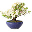 Rhododendron indicum Kokuko-No-Tsuki, 20 cm, ± 6 years old, with a nebari of 4 cm
