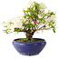 Rhododendron indicum Kokuko-No-Tsuki, 20 cm, ± 6 years old, with a nebari of 4 cm