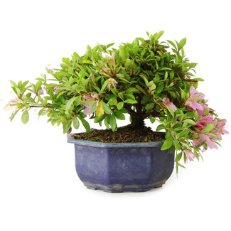Rhododendron indicum (subvariety unknown), 18 cm, ± 6 years old