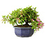 Rhododendron indicum (subvariety unknown), 18 cm, ± 6 years old