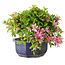 Rhododendron indicum (subvariety unknown), 18 cm, ± 6 years old