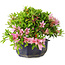 Rhododendron indicum (subvariety unknown), 18 cm, ± 6 years old