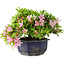 Rhododendron indicum (subvariety unknown), 18 cm, ± 6 years old