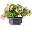 Rhododendron indicum (subvariety unknown), 18 cm, ± 6 years old