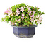 Rhododendron indicum (subvariety unknown), 18 cm, ± 6 years old
