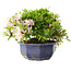 Rhododendron indicum (subvariety unknown), 18 cm, ± 6 years old