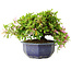 Rhododendron indicum (subvariety unknown), 18 cm, ± 6 years old