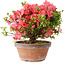 Rhododendron indicum Kegon, 23 cm, ± 15 years old, with a nebari of 5,5