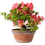 Rhododendron indicum Kegon, 23 cm, ± 15 years old, with a nebari of 5,5