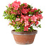 Rhododendron indicum Kegon, 23 cm, ± 15 years old, with a nebari of 5,5