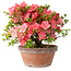 Rhododendron indicum Kegon, 23 cm, ± 15 years old, with a nebari of 5,5