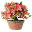 Rhododendron indicum Kegon, 23 cm, ± 15 years old, with a nebari of 5,5