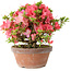 Rhododendron indicum Kegon, 23 cm, ± 15 years old, with a nebari of 5,5