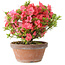 Rhododendron indicum Kegon, 23 cm, ± 15 years old, with a nebari of 5,5