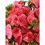 Rhododendron indicum Kegon, 23 cm, ± 15 years old, with a nebari of 5,5