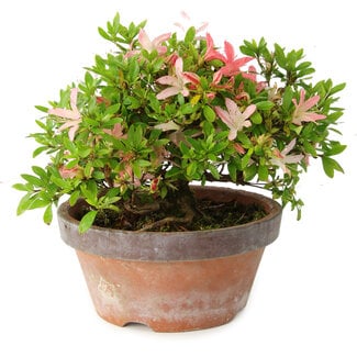 Rhododendron indicum Saiko, 17 cm, ± 15 years old