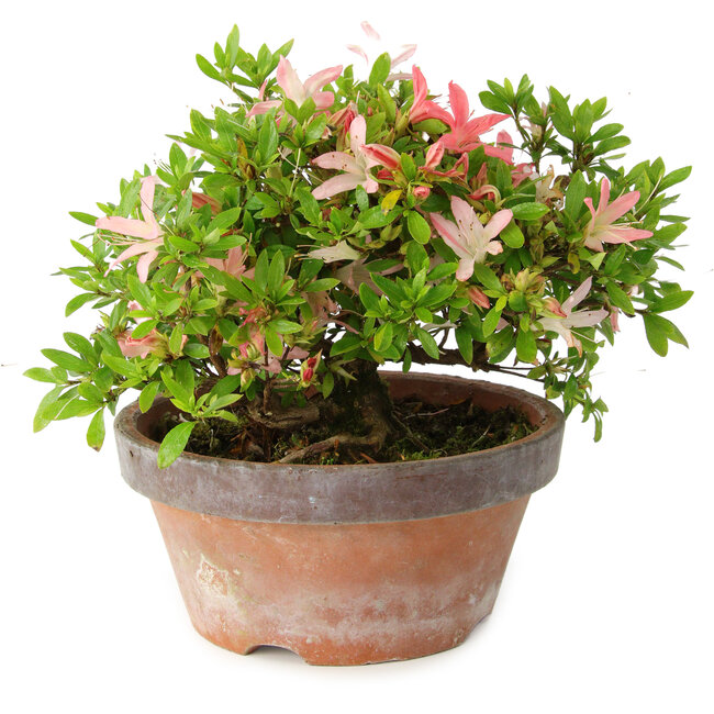 Rhododendron indicum Saiko, 17 cm, ± 15 years old, with a nebari of 3,5 cm