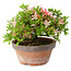 Rhododendron indicum Saiko, 17 cm, ± 15 years old, with a nebari of 3,5 cm