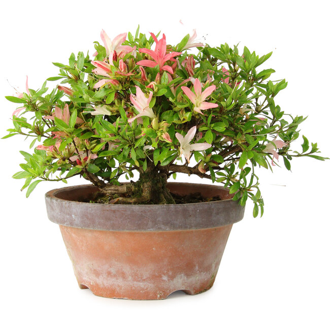 Rhododendron indicum Saiko, 17 cm, ± 15 years old, with a nebari of 3,5 cm