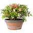 Rhododendron indicum Saiko, 17 cm, ± 15 years old, with a nebari of 3,5 cm