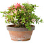 Rhododendron indicum Saiko, 17 cm, ± 15 years old, with a nebari of 3,5 cm