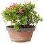 Rhododendron indicum Saiko, 17 cm, ± 15 years old, with a nebari of 3,5 cm