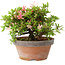 Rhododendron indicum Saiko, 17 cm, ± 15 years old, with a nebari of 3,5 cm
