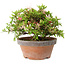 Rhododendron indicum Saiko, 17 cm, ± 15 years old, with a nebari of 3,5 cm