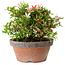 Rhododendron indicum Saiko, 17 cm, ± 15 years old, with a nebari of 3,5 cm