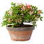 Rhododendron indicum Saiko, 17 cm, ± 15 years old, with a nebari of 3,5 cm