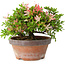 Rhododendron indicum Saiko, 17 cm, ± 15 years old, with a nebari of 3,5 cm