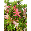 Rhododendron indicum Saiko, 17 cm, ± 15 years old, with a nebari of 3,5 cm