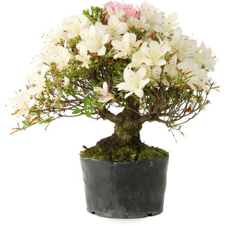Rhododendron indicum Akemi-No-Tsuki, 28 cm, ± 18 years old