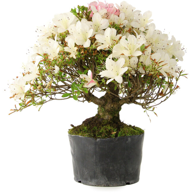 Rhododendron indicum Akemi-No-Tsuki, 28 cm, ± 18 years old, with a nebari of 6 cm