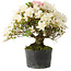 Rhododendron indicum Akemi-No-Tsuki, 28 cm, ± 18 years old, with a nebari of 6 cm