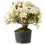 Rhododendron indicum Akemi-No-Tsuki, 28 cm, ± 18 years old, with a nebari of 6 cm