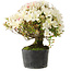 Rhododendron indicum Akemi-No-Tsuki, 28 cm, ± 18 years old, with a nebari of 6 cm